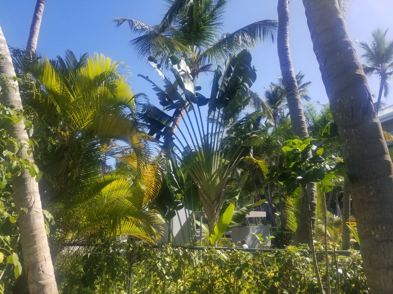 Punta Cana Photo
